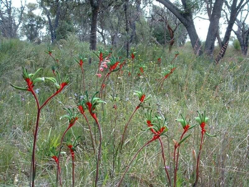 57 Leach Way, Gnangara WA 6077