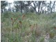Lot 9000 Leach Road, Gnangara WA 6065
