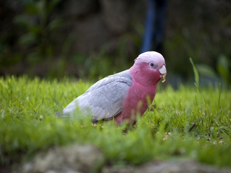 39  Peninsula Ave, Heathridge WA 6027