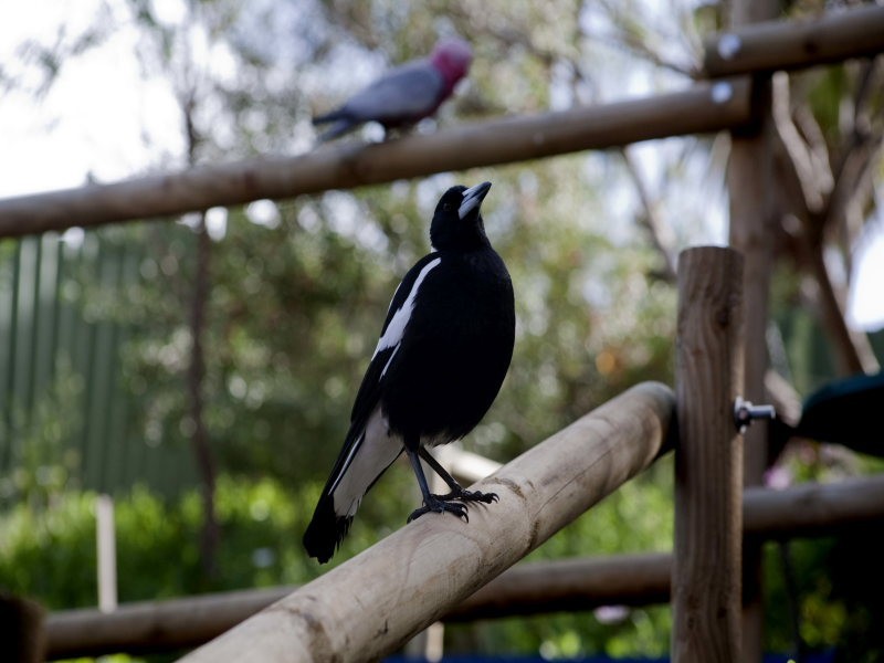 39  Peninsula Ave, Heathridge WA 6027