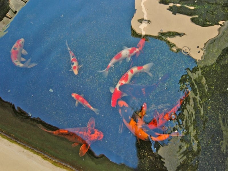 10 Blueboy Rise, Joondalup WA 6027