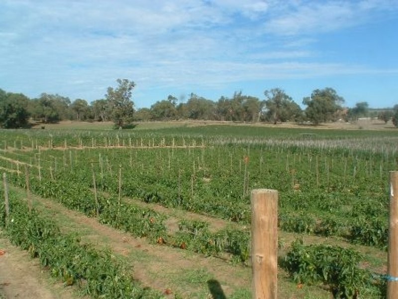 219 Bernard Road, Carabooda WA 6033