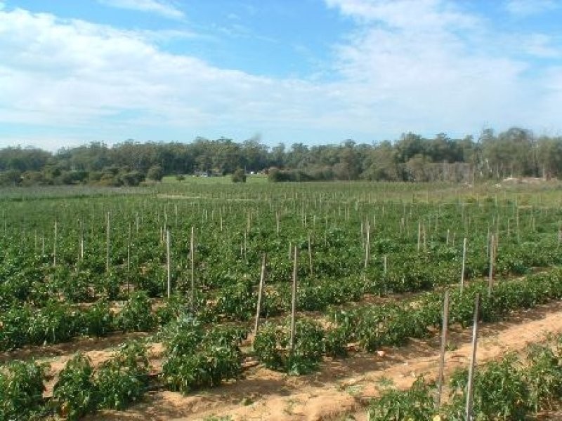 219 Bernard Road, Carabooda WA 6033