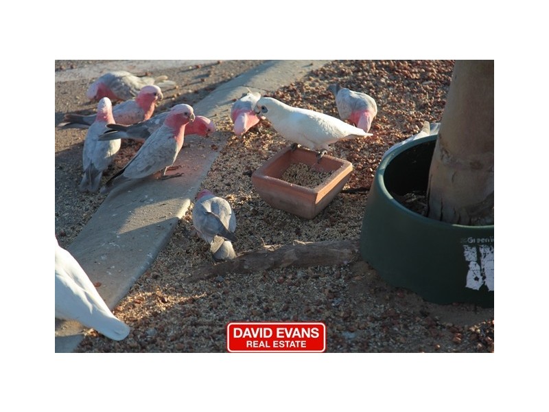 24 Spinifex Loop, Yanchep WA 6035