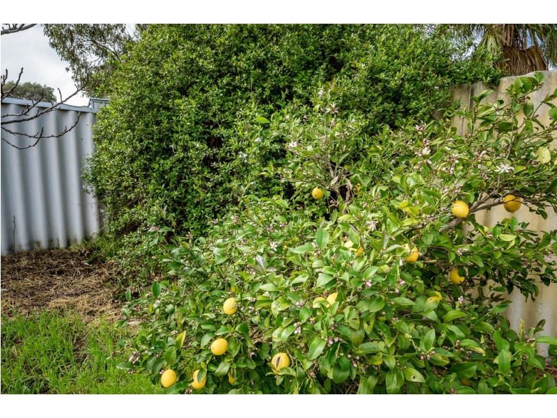 36 Wonambi Way, Wanneroo WA 6065