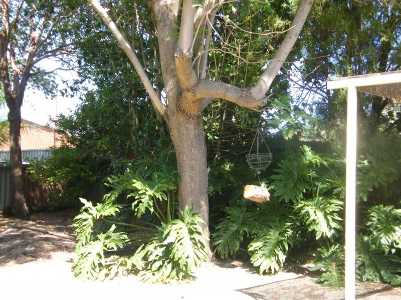 1115 Wanneroo Road, Wanneroo WA 6065