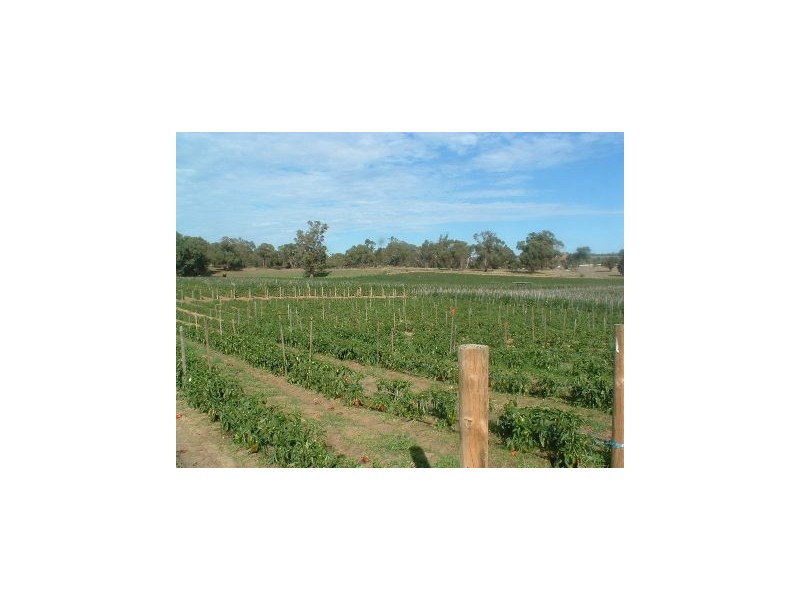 219 Bernard Road, Carabooda WA 6033