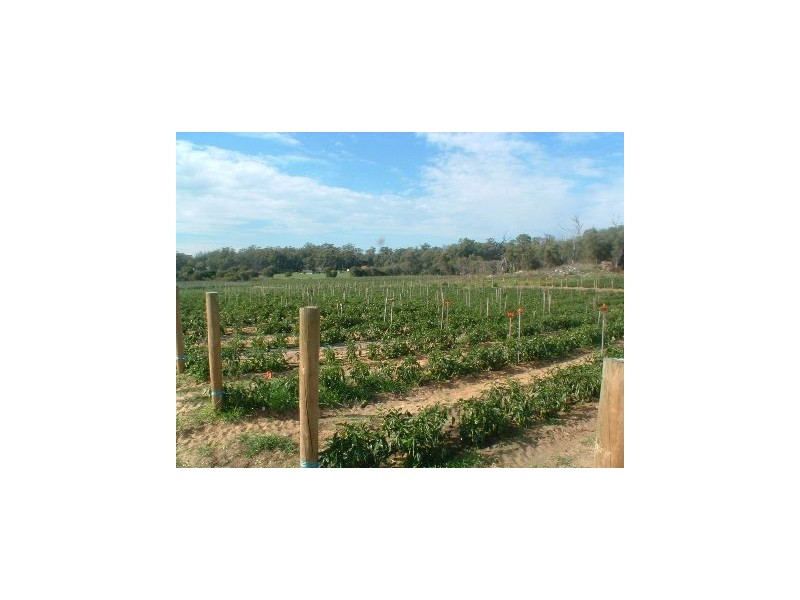 219 Bernard Road, Carabooda WA 6033