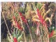 Lot 113 Paini Way, Jandabup WA 6065