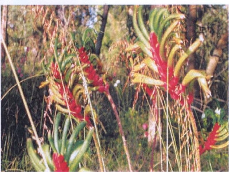 Lot 113 Paini Way, Jandabup WA 6065