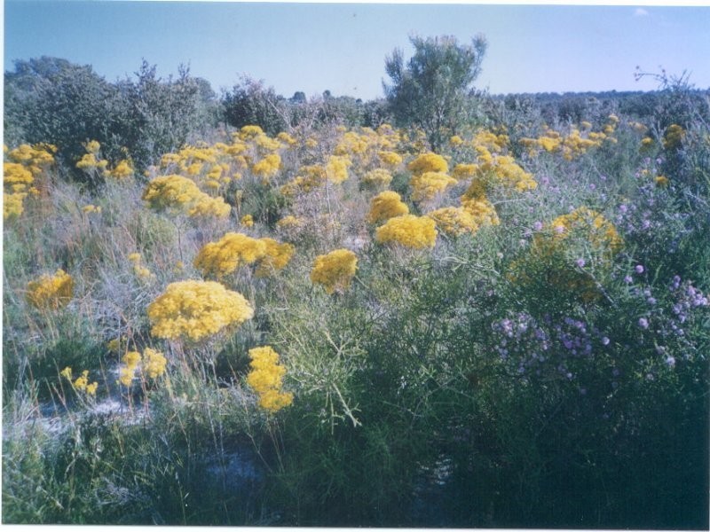 Lot 113 Paini Way, Jandabup WA 6065
