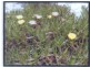 Lot 113 Paini Way, Jandabup WA 6065