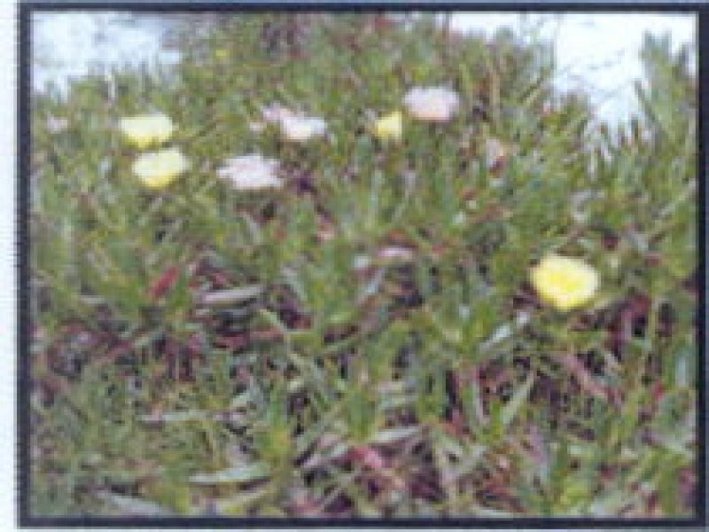 Lot 113 Paini Way, Jandabup WA 6065