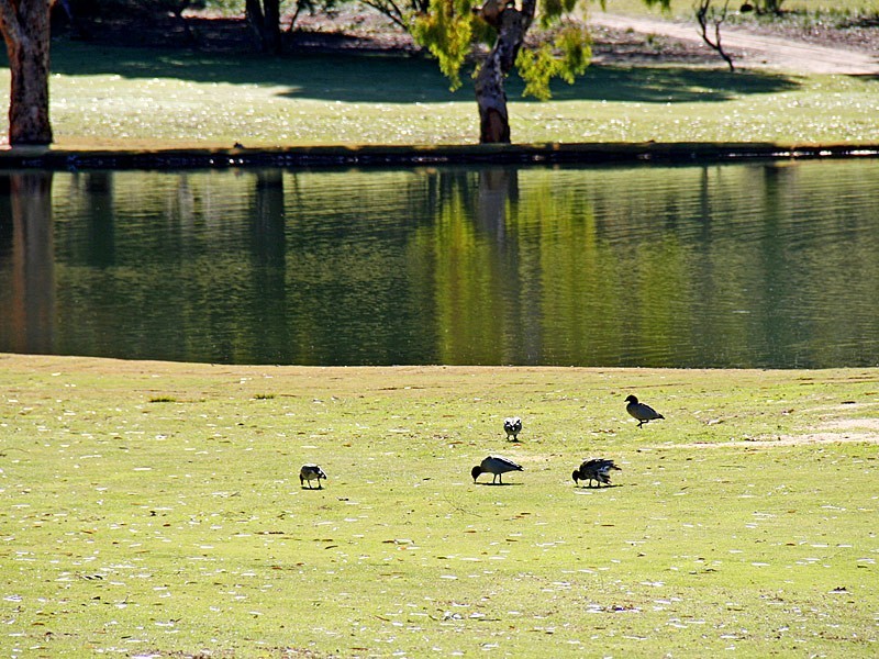 3 Mauna Court, Yanchep WA 6035