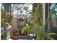 11  Gumblossom Way, Quinns Rocks WA 6030