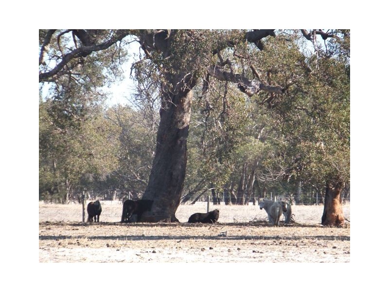 54 Laura Road, Wanerie WA 6503