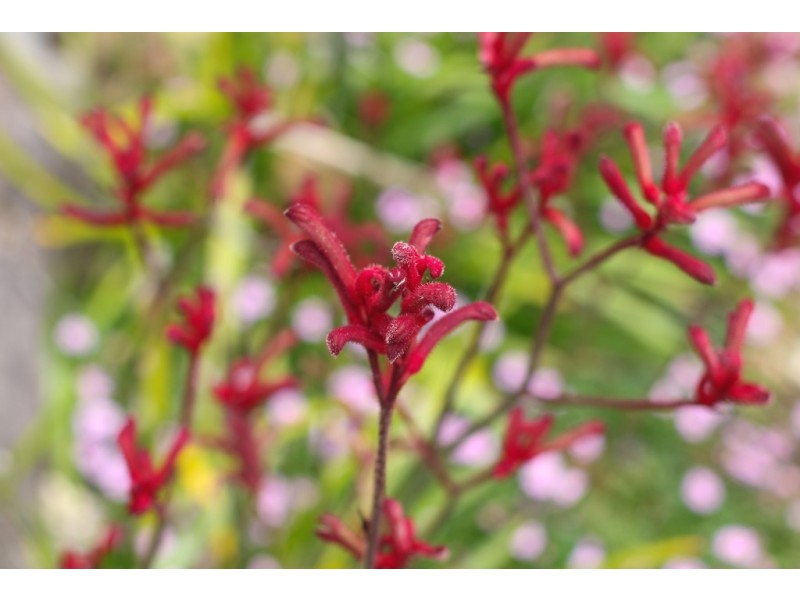 39 Lorraine Avenue, Bardwell Valley NSW 2207