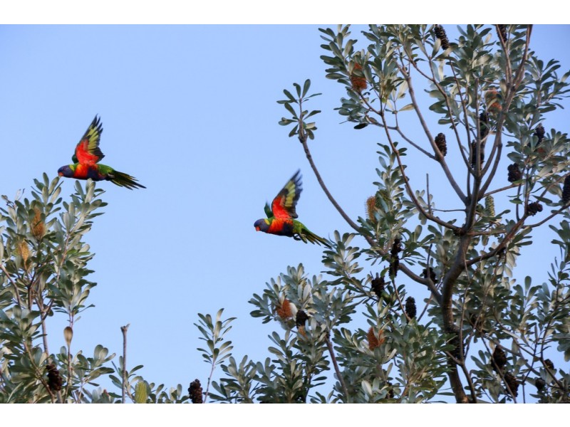 39 Lorraine Avenue, Bardwell Valley NSW 2207