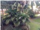 92-96 Milton Street, Ashfield NSW 2131