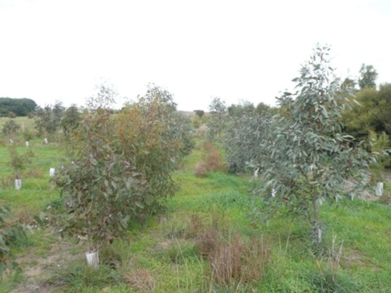 Lot 2 Thomas Road, Clayton SA 5256