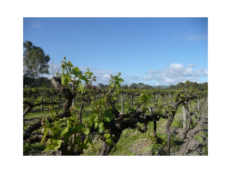 Lot 24 Pennys Road, Mclaren Flat SA 5171