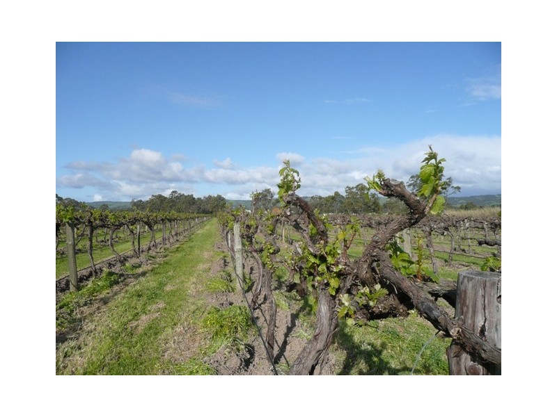 Lot 24 Pennys Road, Mclaren Flat SA 5171