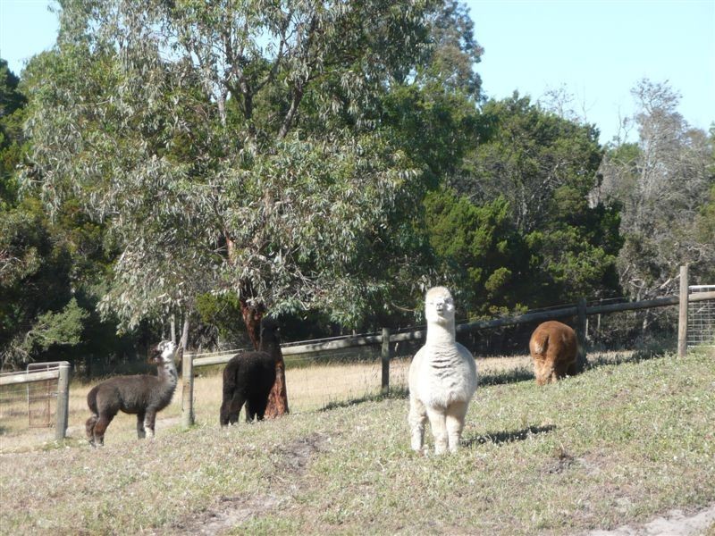 Sec 474 Piebald Gully Road, Kangarilla SA 5157