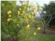 Lot 51 Pethick Road, Willunga SA 5172