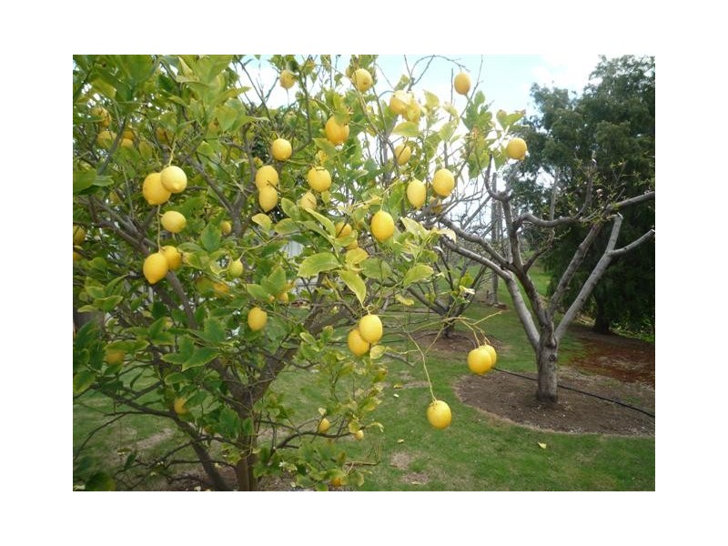 Lot 51 Pethick Road, Willunga SA 5172