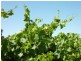 Lot 51 Pethick Road, Willunga SA 5172