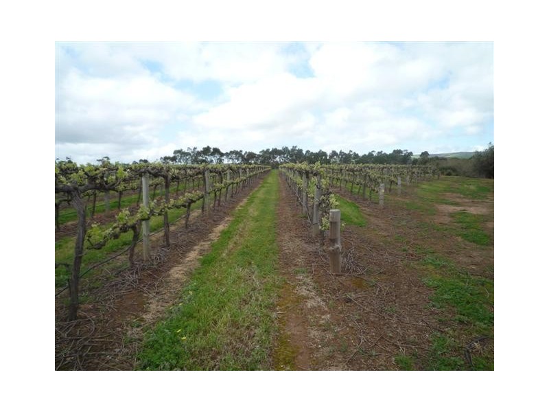 Lot 51 Pethick Road, Willunga SA 5172