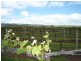 Lot 51 Pethick Road, Willunga SA 5172