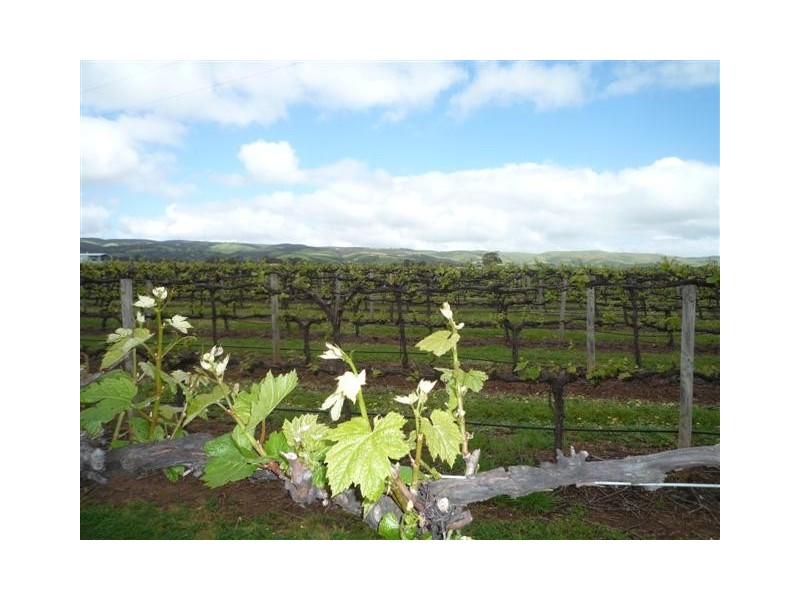 Lot 51 Pethick Road, Willunga SA 5172