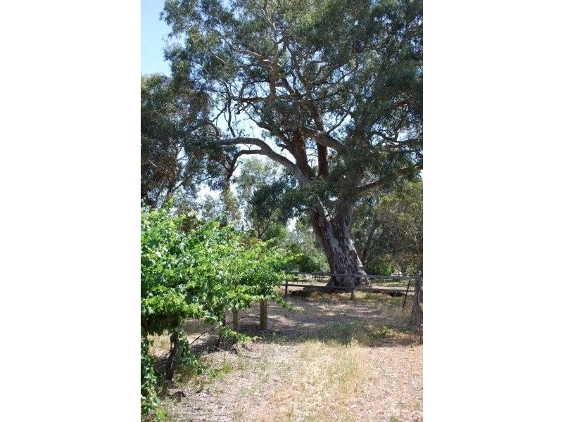 Lot 24 Pennys Road, Mclaren Flat SA 5171
