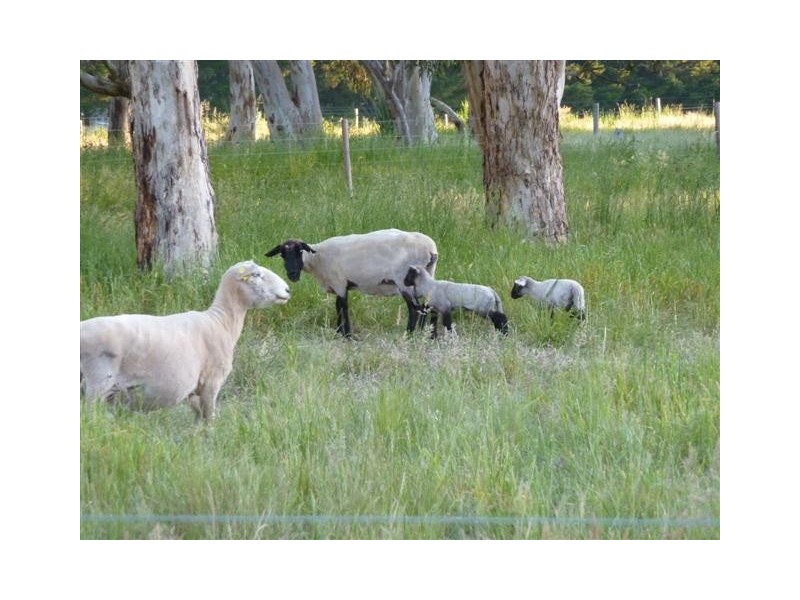 Lot 155 via Pages Flat Road, Willunga Hill SA 5172