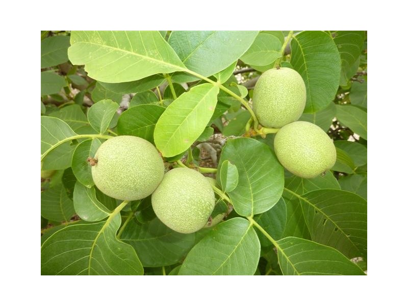 6 Clifton Court, Mclaren Vale SA 5171