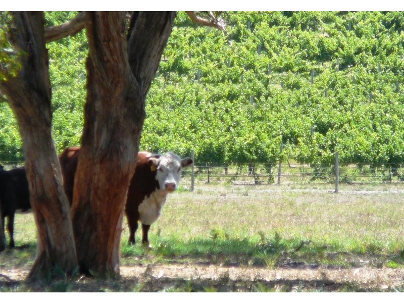 Sec 156 Billings Road, Pages Flat SA 5172