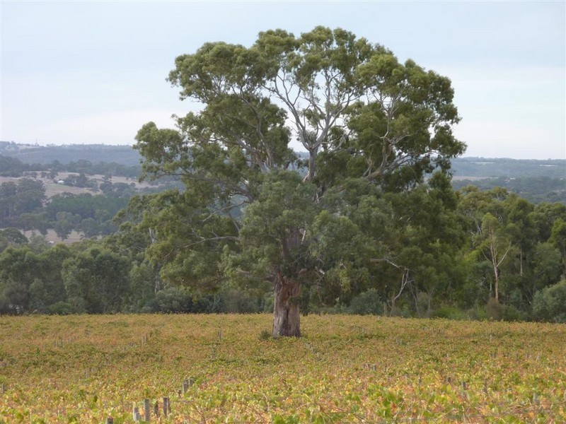 Lot 683 + 684 Glory Road, Kangarilla SA 5157