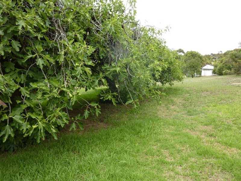 17 St Marys Street, Willunga SA 5172