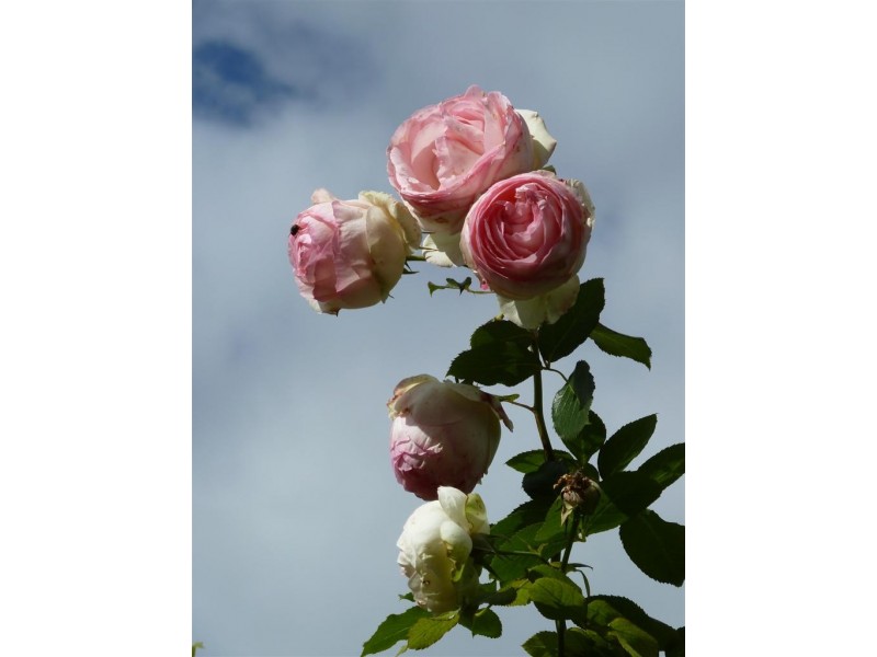 4 Hardy Avenue, Mclaren Vale SA 5171