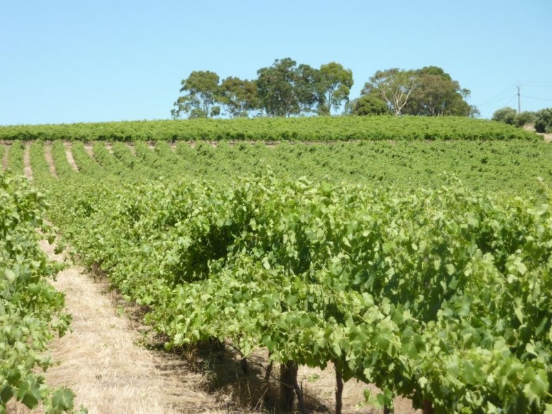Lot 1, 212 Seaview Road, Mclaren Vale SA 5171