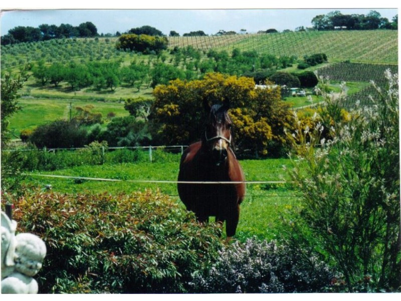 46 Branson Road (Via McLaren Vale), Tatachilla SA 5171