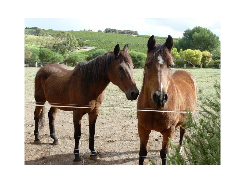 46 Branson Road (Via McLaren Vale), Tatachilla SA 5171