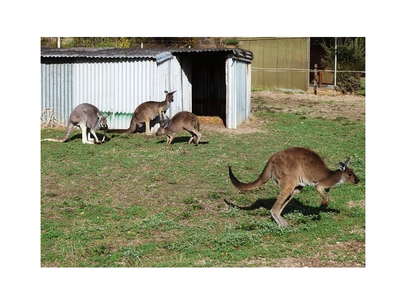 46 Branson Road (Via McLaren Vale), Tatachilla SA 5171