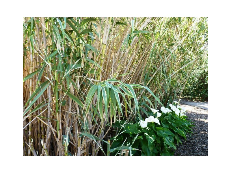 27 Abbott Avenue, Mclaren Vale SA 5171