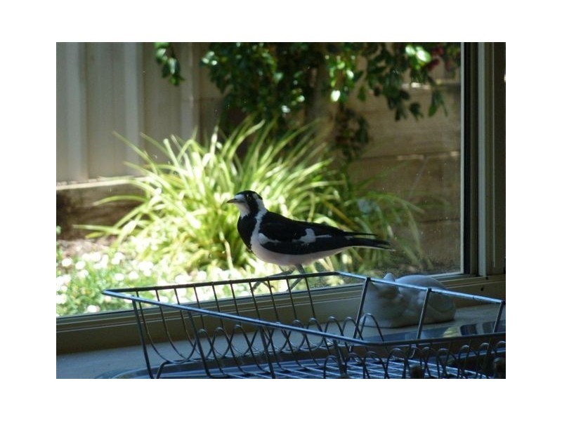 36a Chapman Avenue, Mclaren Vale SA 5171