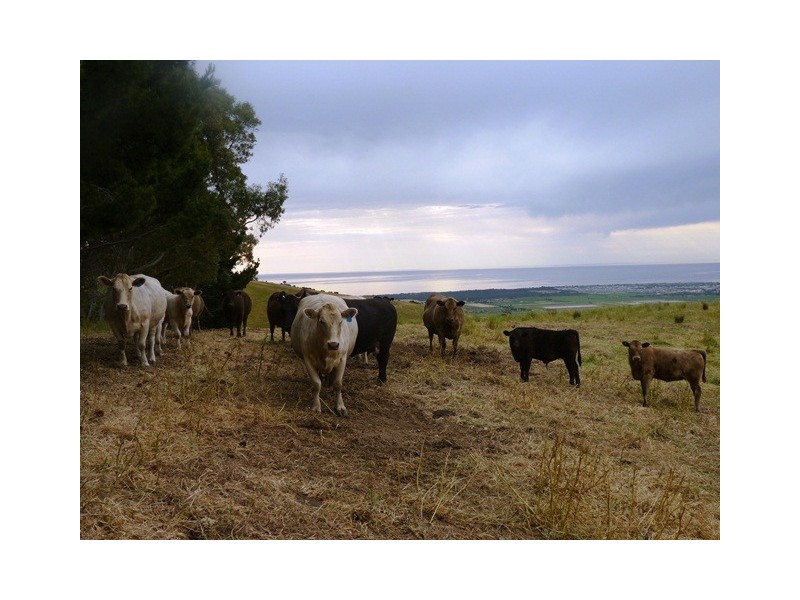 Lot 101 Delabole Road, Willunga Hill SA 5172