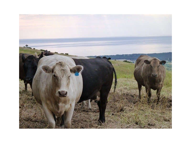 Lot 101 Delabole Road, Willunga Hill SA 5172
