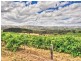 401 Blewitt Springs Road, Blewitt Springs SA 5171