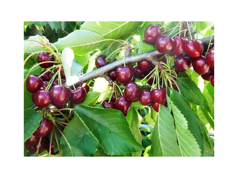 Lot 186 Yundi Road, Yundi SA 5172